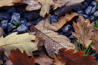 Autumnal oak leaves (Quercus) on a soil of gravel and small plants, covered with drops of water,