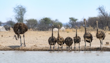 African ostrich (Struthio camelus), mother and six juvenile young animals, animal family, group