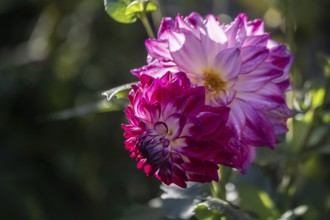 Dahlia (Dahlia), Emsland, Lower Saxony, Germany