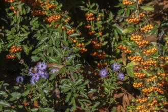 Firethorn (Pyracantha), fruits and asters (Aster) Emsland, Lower Saxony, Germany