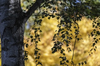 Sandbirke (Betula pendula), Emsland, Lower Saxony, Germany