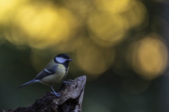 Great tit (Parus major), Emsland, Lower Saxony, Germany