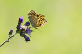Kaisermantel (Argynnis paphia), butterfly on a thistle, Swabian Jura, Germany