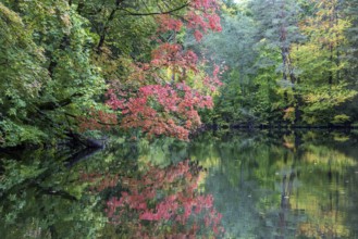 Autumn atmosphere, autumn-colored trees at Lake Mittersee, Füssen, Allgäu, Bavaria, Germany