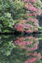 Autumn atmosphere, autumn-colored trees at Lake Mittersee, Füssen, Allgäu, Bavaria, Germany