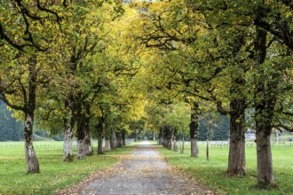Autumn atmosphere, tree hall with autumn-colored trees, near Oberstdorf, Oberallgäu, Allgäu,