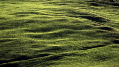 Kuhweide bei Oberstdorf, Oberallgäu, Allgäu, Bavaria, Germany