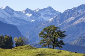 Group of trees with cattle, snow-covered mountains of the Allgäu Alps, near Schöllang, Oberallgäu,