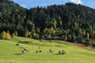 Cattle on pasture, autumn-colored trees in the back, Oberallgäu, Allgäu, Bavaria, Germany