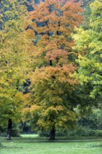 Autumn atmosphere, autumn-colored trees, near Oberstdorf, Oberallgäu, Allgäu, Bavaria, Germany