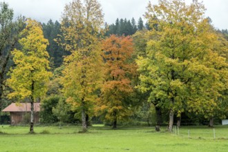 Autumn atmosphere, autumn-colored trees, near Oberstdorf, Oberallgäu, Allgäu, Bavaria, Germany