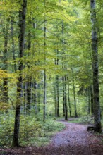 Hiking trail through autumnal forest, near Oberstdorf, Oberallgäu, Allgäu, Bavaria, Germany