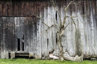 Old weathered wooden hut with bare tree, near Oberstdorf, Oberallgäu, Allgäu, Bavaria, Germany