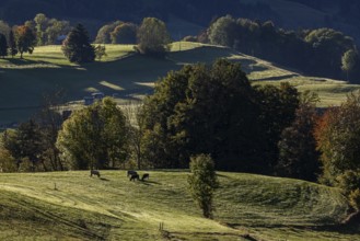 Atmospheric landscape with meadow with cows and trees, near Hinang, Illertal, Oberallgäu, Allgäu,