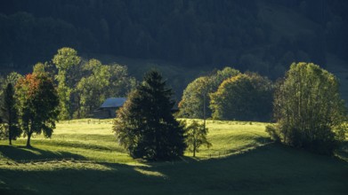 Atmospheric landscape with meadow and trees, near Hinang, Illertal, Oberallgäu, Allgäu, Bavaria,