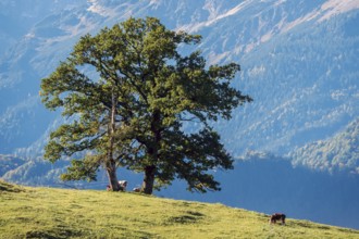 Group of trees with cattle, near Schöllang, Oberallgäu, Allgäu, Bavaria, Germany