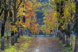 Autumn atmosphere, avenue with autumn-colored sycamore trees, Stillach Valley, near Heini-Klopfer