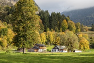 Autumn atmosphere, autumn-colored trees with agricultural estate, Oberstdorf, Oberallgäu, Allgäu,