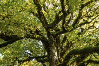 Sycamore tree in autumn colors, Hochleite, near Schwand, Oberstdorf, Oberallgäu, Allgäu, Bavaria,