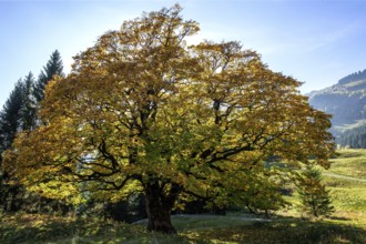 Sycamore tree in autumn colors, backlight, Hochleite, near Schwand, Oberstdorf, Oberallgäu, Allgäu,