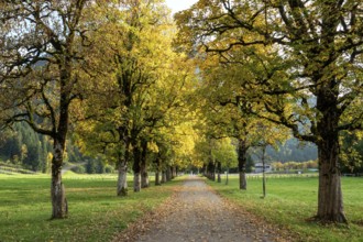 Autumn atmosphere, avenue with autumn-colored sycamore trees, near Renksteg, Oberstdorf,