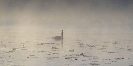 Swan (Cygnus olor) at sunrise with early fog at Hopfensee near Füssen, Ostallgäu, Allgäu, Upper