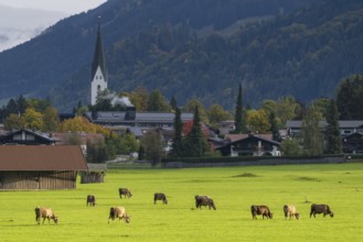 Cows, Allgäu brown cattle, pasture at sunrise, Loretto meadows, near Oberstdorf, Allgäu, Bavaria,