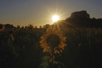 Landscape, sunrise, sunflower (Helianthus annuus), Germany, special atmosphere and beautiful colors