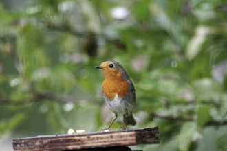 Robin (Erithacus rubecula), color, autumn, close-up, Germany