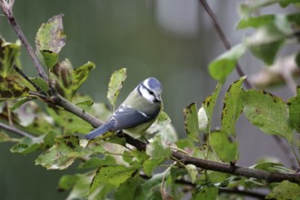Blue tit (Cyanistes caeruleus), branch, deciduous leaves, autumn, Germany, A blue tit sitting in an