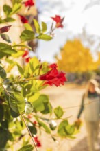 Close-up of red flowers in the foreground with blurred yellow trees in the background,