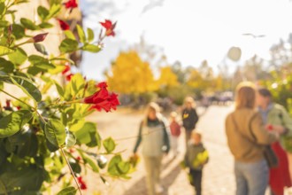 Close-up of red flowers under autumnal sunlight as people stroll in the background, Urschelherbst