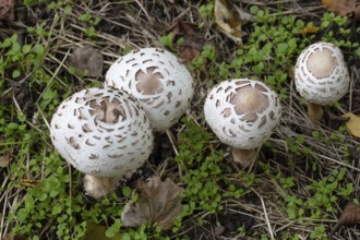 Amanita vittadinii, mushroom