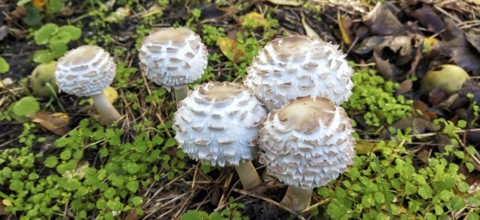 Amanita vittadinii, mushroom. Russia