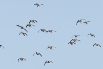 Pink-footed goose (Anser brachyrhynchus) adult geese birds in flight in a flock or skein in winter,