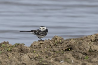 Pied wagtail (Motacilla alba) adult bird on the edge of a lake, England, United Kingdom