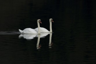 Mute swan (Cygnus olor) two adult birds on a lake with a reflection on the calm water, England,
