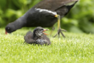 Moorhen (Gallinula chloropus) adult parent bird and juvenile baby bird on a grass lawn, England,