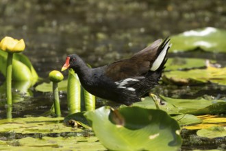 Moorhen (Gallinula chloropus) adult bird walking on a water lily pad in a pond, England, United