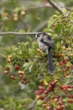 Long tailed tit Aegithalos caudatus adult bird on a Hawthorn tree branch with red berries in