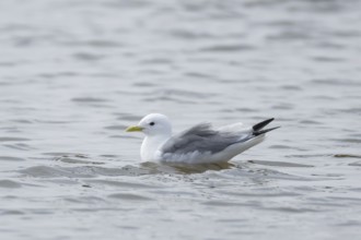 Kittiwake (Rissa tridactyla) adult bird on a coastal lagoon, England, United Kingdom
