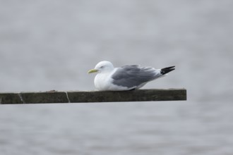Kittiwake (Rissa tridactyla) adult bird sleeping on a wooden post in a coastal lagoon, England,