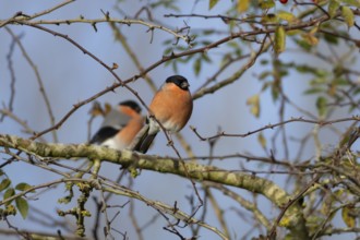 Eurasian bullfinch (Pyrrhula pyrrhula) adult male bird on a tree branch in a hedgerow, England,