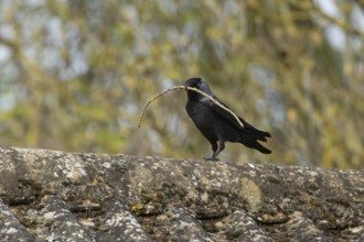 Jackdaw (Corvus monedula) adult bird on an urban house roof with a tree branch for nesting material