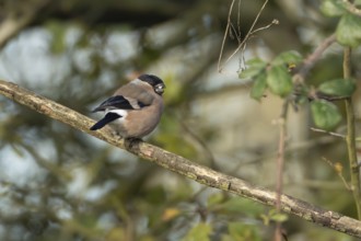 Eurasian bullfinch (Pyrrhula pyrrhula) adult female bird on a tree branch in a hedgerow, England,