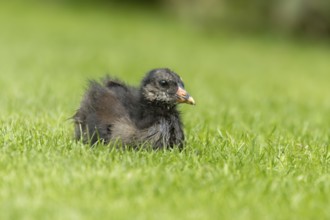 Moorhen (Gallinula chloropus) juvenile baby bird on a grass lawn, England, United Kingdom