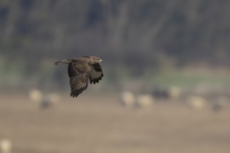 Common buzzard (Buteo buteo) adult bird of prey flying over farmland, England, United Kingdom