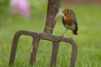 European robin (Erithacus rubecula) adult bird on a garden fork with nesting material in its beak