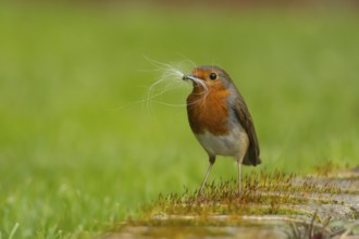 European robin (Erithacus rubecula) adult bird in a garden with nesting material in its beak in the