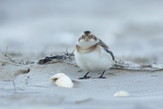 Snow bunting (Plectrophenax nivalis) adult bird on a beach in winter, England, United Kingdom